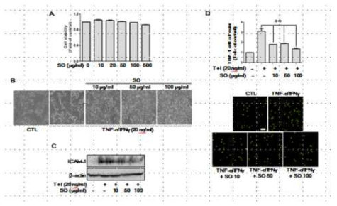 SO inhibits TNFα/IFNγ-induced ICAM-1 expression in HaCaT cells, which play a critical role in the adhesion of THP-1 cells to HaCaT cells. A. Cell viability was measured was using the MTT assay. HaCaT cells were incubated in medium in the absence (medium alone) or presence of SO at the indicated concentrations for 24 h. B. Phase-contrast photograph of changes in HaCaT cel1s cellular morpology. Magnications × 100. Cells were pretreated with SO for 30 min, and then stimulated TNFα/IFNγ for 24 h. C. HaCaT cells were pretreated with SO for 30 min and then stimulated TNFα/IFNγ for 24 h to assay ICAM-1 protein levels by western blot. D. HaCaT cells were incubated with SO for 30min, followed by treatment with TNFα/IFNγ for 24 h. Then, fluorescently labeled THP-1cells were added to the HaCaT cells and incubated for 30min at 37 °C. After incubation, the cocultured cells were washed twice with PBS to remove the nonadherent cells. The adherent cells were counted as described under Materials and methods, and the data are expressed as a percentage of the control. The results are the means ± SD from three independent determinations per formed in triplicate (** P<0.01, *P<0.05). SO, Soshiho-tang; T + I, TNFα + IFNγ