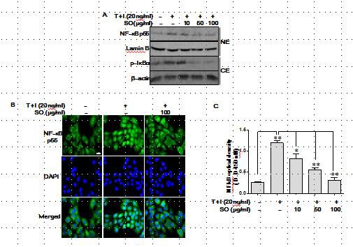 SO suppresses the TNFα/IFNγ-induced NF-κB activation in HaCaT cells. Cells were pretreated with the indicated concentrations of SO for 15min and then stimulated with TNFα/IFNγ for 30 min. The level of IκBα protein in cytosol and NF-κB (p65) protein present in the nucleus were determined by western blot analysis, as described in Section 2. B. Immunofluorescence fluorescence microscopy showing NF-κB (p65) in HaCaT cells. After 24 hours of serum starvation. Representative images from three independent determinations are shown. Scale bar, 10 μm. C. The nuclear extracts were assayed for NF-κB (p65) activation by NF-κB (p65) Transcription Factor Assay. The results are the means ± SD from three independent determinations performed in triplicate (** P<0.01, *P<0.05)