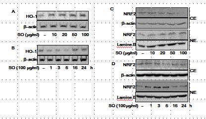 SO inhibits TNFα/IFNγ-induced HO-1 expression and activates NRF-2 in HaCaT cells. A. Cells were treated with indicated concentrations of SO for 24 h, and HO-1 protein levels were detected by western blot analysis. B. Cells were treated with SO for various lengths of times, and HO-1 protein levels were detected by western blot analysis. C and D. Cells were treated with SO for indicated concentrations or times, and then the activations of NRF-2 in the cytosolic and nuclear fractions were determined by Western blot analysis. The results were confirmed by repeated experiments