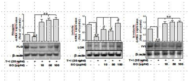 HO-1 expression mediates inhibitory effect of SO on TNFα/IFNγ-induced FIL, IVL and LOR expression in HaCaT cells. A. Cells were pretreated with SO for 30 min, and then stimulated TNFα/IFNγ for 24 h. mRNA levels of FIL, IVL and LOR were measured by Q-PCR. B. Cells were pretreated with SO for 30 min, and then stimulated TNFα/IFNγ for 48h h. Protein levels of FIL, IVL and LOR were measured by western blot analysis