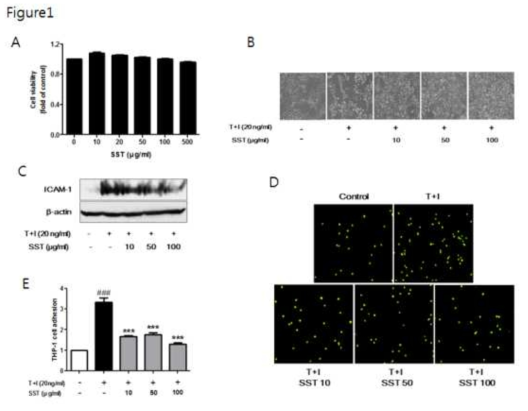 Cell viability was analyzed using MTT assay. HaCaT cells were incubated in presence of indicated various concentration (10-500 μg/ml) or in the absence (only DMEM medium) for 24 h (A). Phase contrast images were taken to observe the morphology changes and proliferation of HaCaT cells by TNF-α/IFN-γ stimulation and SST pretreatment (original magnification: ×100) (B). HaCaT cells were pretreated with the various concentrations of SST for 30 min and stimulated with TNF-α/IFN-γ (20 ng/ml) for 24 h. The protein level of ICAM-1 was determined by western blot (C). Similar to the previous experiment, HaCaT cells were treated with SST and TNF-α/IFN-γ, and fluorescently labeled THP-1 cells were added to HaCaT cells and cultured at 37 °C for 30 min. Then, the co-cultured cells were washed with PBS to remove the non-adherent cells. The adherent cells were counted, and the graph is expressed as a percentage of the control (D,E). The data are shown as the mean ± S.E.Ms of the independent experiments per formed in triplicate. ###p<0.001 vs no-treatment condition, ***p <0.001 vs only TNF-α/IFN-γ treatment condition