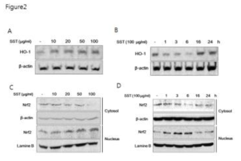 HaCaT cells were treated with indicated various concentrations of SST for 24 h (A), or treated with 100 μg/ml of SST for various lengths of time (B), then HO-1 protein levels were detected using western blot. HaCaT cells were treated with SST for indicated concentrations for 24 h (C), or treated with 100 μg/ml of SST for various lengths of times (D). And then the activations of Nrf-2 in the cytosolic and nuclear fractions were analyzed using Western blot. The results were confirmed by three times repeated experiments