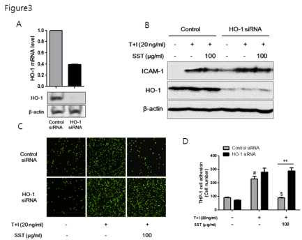 HaCaT cells were transfected with control siRNA and HO-1 siRNA for 48 h. Then, the levels of HO-1 mRNA and protein were confirmed using real-time PCR and western blot (A). HaCaT cells were transfected with control siRNA and HO-1 siRNA, and incubated for 48 h. Then pretreated with SST for 30 min, followed by stimulation with TNF-α/IFN-γ for 24 h. The protein levels of ICAM-1, HO-1 and β-actin were determined using western blot (B). After transfected with control siRNA and HO-1 siRNA in HaCaT cells, cells were pretreated with SST for 30 min, followed by treatment with TNF-α/IFN-γ for 24 h. Then, fluorescently labeled THP-1 cells were added to the HaCaT cells and incubated for 30 min at 37 °C. After incubation, the co-cultured cells were washed with PBS to remove the non-adherent cells. The adherent cells were counted, and the graph is expressed as a percentage of the control (C,D). The data are shown as the mean ± S.E.Ms of the independent experiments per formed in triplicate. #p<0.05 vs no-treatment condition,$p <0.05 vs only TNF-α/IFN-γ treatment condition., **p <0.01 vs Control siRNA transfected condition