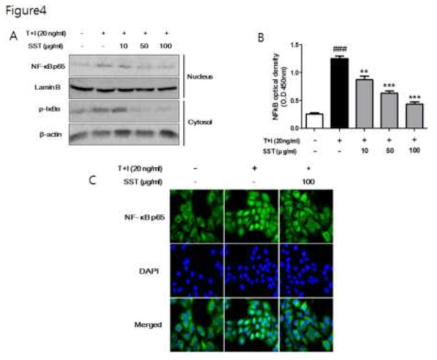 HaCaT cells were pretreated with the indicated various concentrations of SST for 15 min, then stimulated with TNF-α/IFN-γ (20 ng/ml) for 30 min. The level of p-IκBα protein in cytosol, and NF-κB protein present in the nucleus were examined using western blot (A). After serum-starvation in HaCaT cells for 24 h, expression of NF-κB p65 was observed by immunofluorescence fluorescence microscopy. Representative images of three independent images were displayed (B). Nuclear extracts were analyzed for NF-κB activation by NF-κB transcription factor analysis (C). The data are shown as the mean ± S.E.Ms of the independent experiments per formed in triplicate. ###p<0.001 vs no-treatment condition, **p<0.01, or ***p <0.001 vs only TNF-α/IFN-γ treatment condition