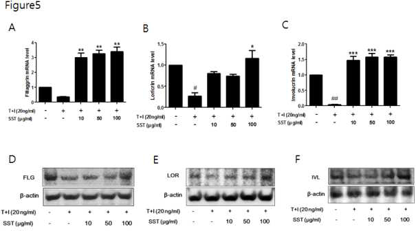 HaCaT cells were pretreated with SST for 30 min, and then stimulated with TNF-α/IFN-γ for 24 h. mRNA levels of FIL (A), IVL (B) and LOR (C) were measured by real-time PCR. Cells were pretreated with SST for 30 min, and then stimulated with TNF-α/IFN-γ for 48 h. Protein levels of FIL (D), IVL (E) and LOR (F) were measured by western blot