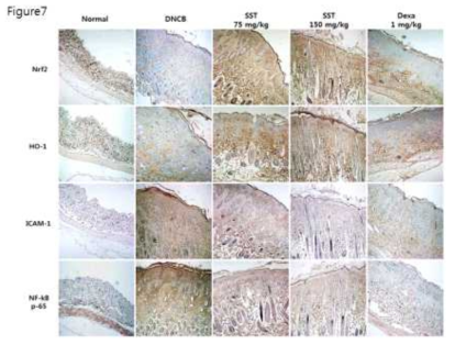 Nrf2, HO-1, ICAM-1 and NF-κB expression levels in dorsal skin tissue were analyzed by IHC staining using anti-Nrf2, anti-HO-1, anti-ICAM-1 and anti-NF-κB antibody. Images were taken at ×100 original magnification