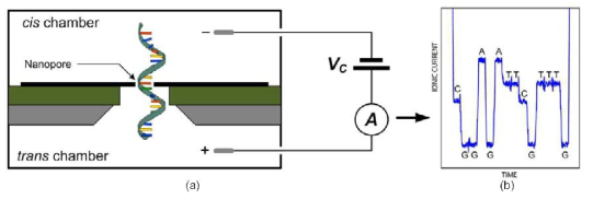 (a) 이성적인 나노기공 염기서열 측정방법 도식 (나노기공으로 바이오 단백질 기공 혹은 합성 나노기공이 사용될 수 있음), (b) 외가닥 DNA가 나노기공을 통과할 때 발생하는 이온전류 변화 (염기에 따라 이온전류의 크기가 다름)