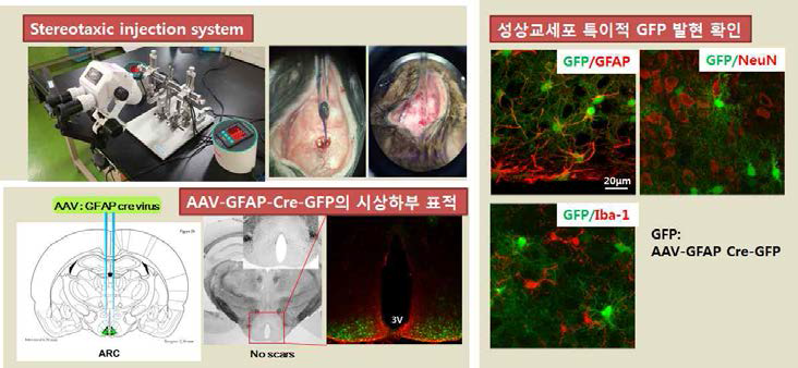 뇌 지역 특이적으로 성상교세포 특이적 Cre 단백질을 합성하는 아데노바이러스의 주입 및 targeting 검증