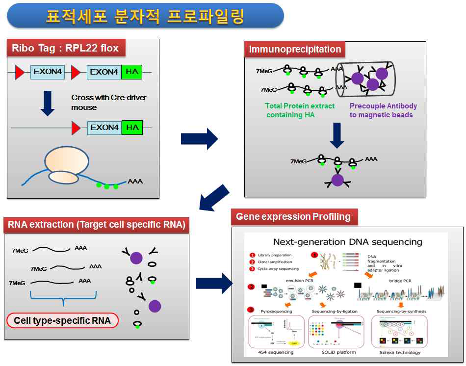 교세포 특이적 분자적 프로파일링 시스템의 모식도