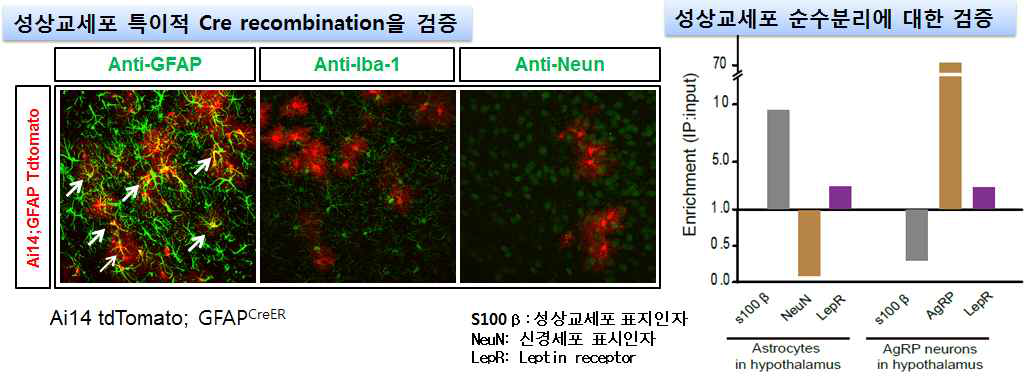 구축된 성상교세포 특이적 mRNA 프로파일링의 검증 및 도출된 결과