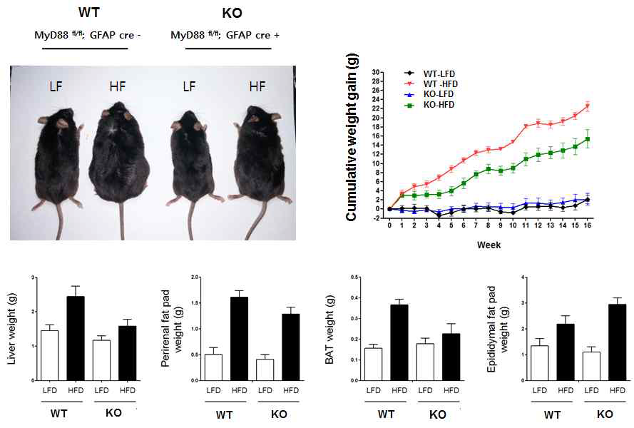 성상교세포 특이적으로 MyD88을 제거한 동물 모델의 체중과 지방 변화 분석