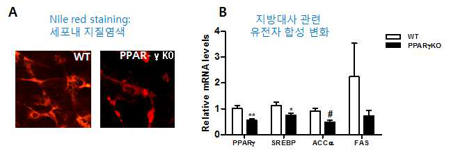 성상아교세포 특이적 PPAR-gamma 결핍 생쥐의 지질 합성 조절 분석