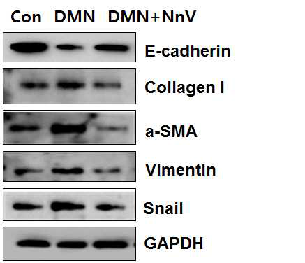 NnV 투여에 따른 단백질변화>변화