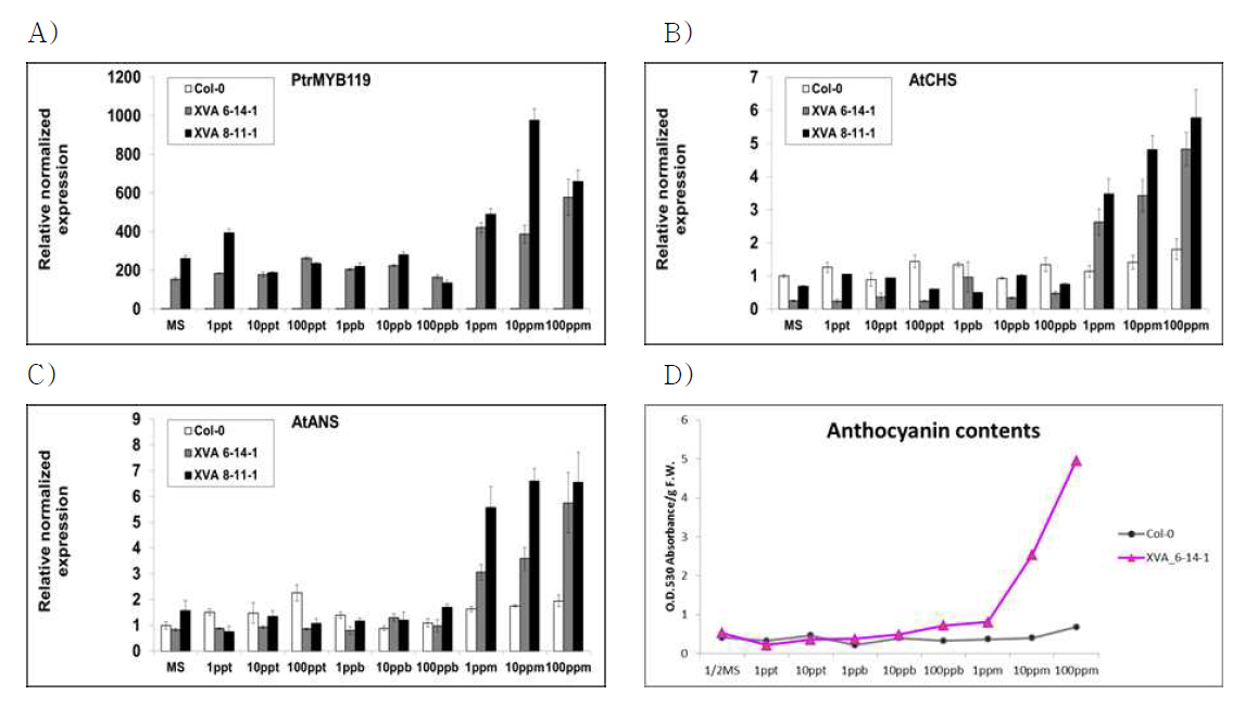 DHT 처리 후 남성호르몬 지표식물체에서 발현되는 (A) PtrMYB119, (B) AtCHS, (C) AtANS 그리고 (D) anthocyanin 함량
