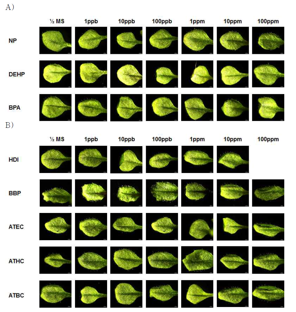 환경호르몬과(A)와 대체물질(B) 처리에 따른 남성호르몬 인식 지표식물의 색깔 변화