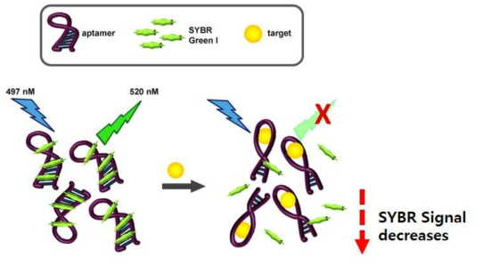 SYBR Green을 이용한 signaling DNA의 dissociation 확인을 위한 실험 방법 (M. McKeague et al., 2014)