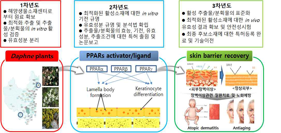 연구 개념도 - 팥꽃나무속과 식물로부터 피부항상성 회복 및 아토피 치료 물질의 개발