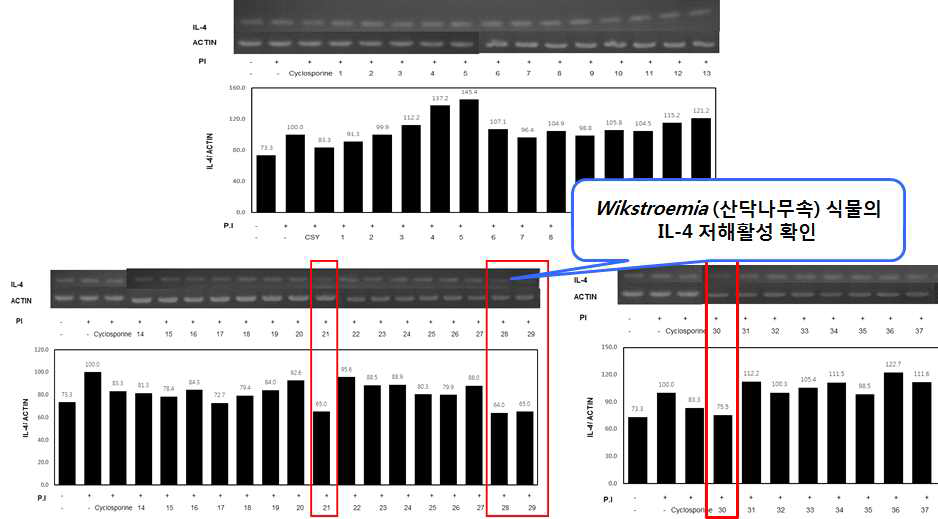 팥꽃나무과 식물 추출물의 in vitro PPARs 활성