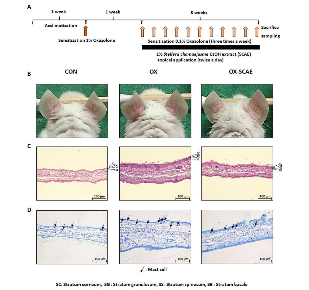 피뿌리풀 지상부 에탄올 추출물 (SCAE)의 in vivo topical application 항아토피 활성 평가 테스트. A. 실험스케줄 B. 마우스 귀모델에서 항아토피 활성효과 측정 C. hematoxylin and eosin 염색을 통한 과표피증식 억제효과 측정 D. toluidine blue 염색을 통한 mast cell infiltration 억제효과 측정