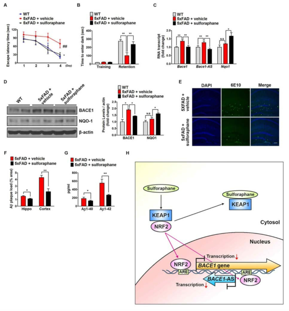 The Nrf2 inducer sulforaphane ameliorates cognitive deficits and Aβ accumulation by reducing Bace1 expression in 5xFAD mice