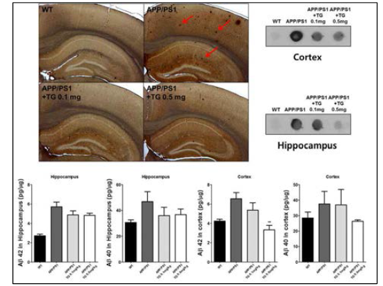 마우스 Cortex와 Hippocampus에서 Aβ양 측정