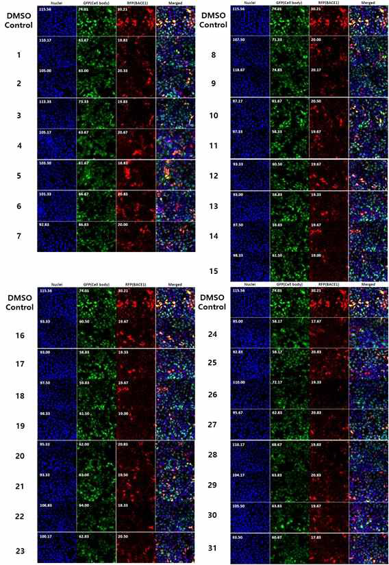 BACE1-RFP system을 이용하여 FDA DRUG 스크리닝 결과 (31 positive effect)