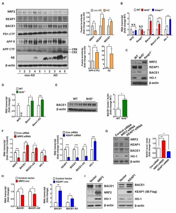 NRF2 regulates the transcription of BACE1 and BACE1-AS
