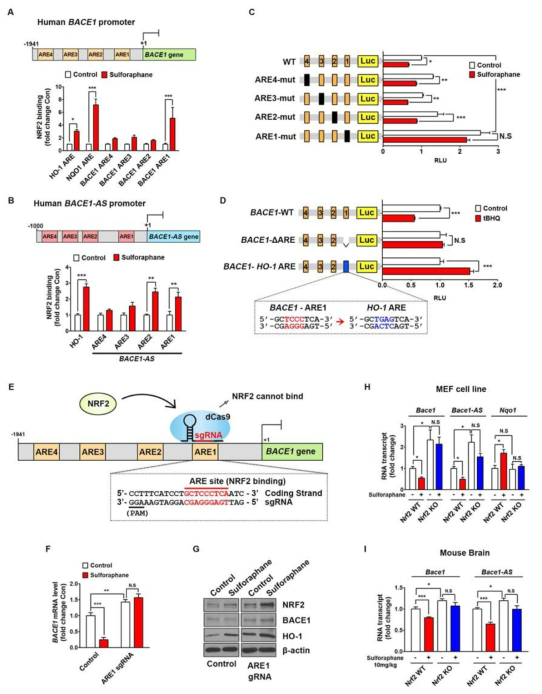 NRF2 directly binds to the ARE sites in the BACE1 promoter, and NRF2 activation reduces BACE1 expression