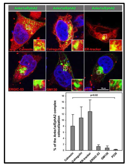 Anks1a/EphA2 complex의 세포 내 위치 분석
