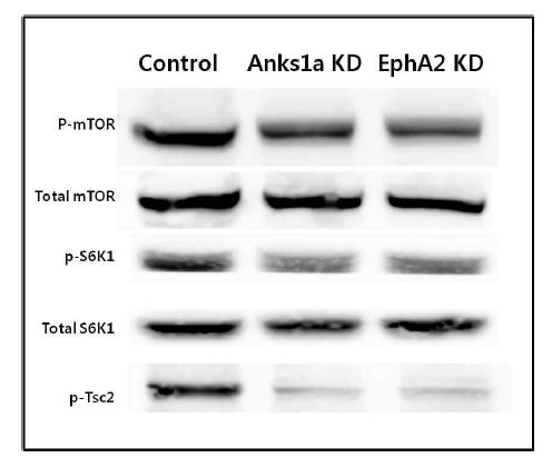 Anks1a KD 세포주에서의 mTOR signaling 활성화 비교