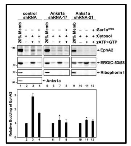 in vitro COPII vesicle budding assay을 통한 EphA2의 ER export 분석