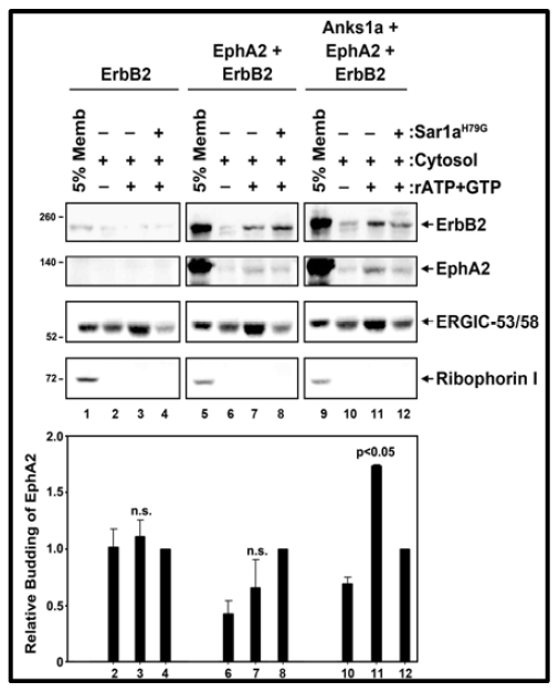 in vitro COPII vesicle budding assay을 통한 EphA2-ErBb2 ER export 정도 비교