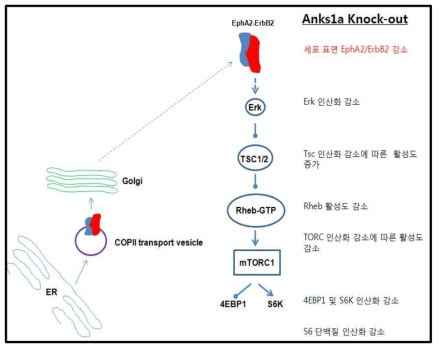 Anks1a-EphA2/ErBb2-mTOR signaling 전달조절 모델