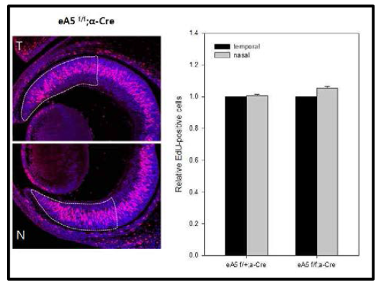 ephrin-A5 KO 배아의 망막세포분열 분석