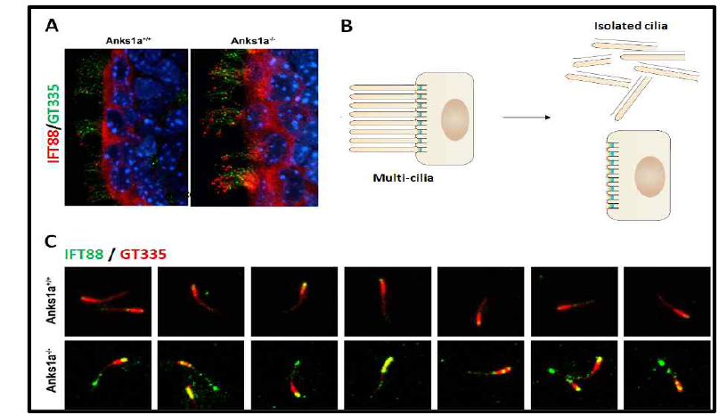 Anks1a가 KO된 뇌실막조직의 다중섬모에서 IFT88-positive protein complex가 증가하여 있음