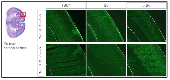 Emx1(cre/+)-TSC1(f/f) 쥐 cerebral cortex내 pS6의 증가
