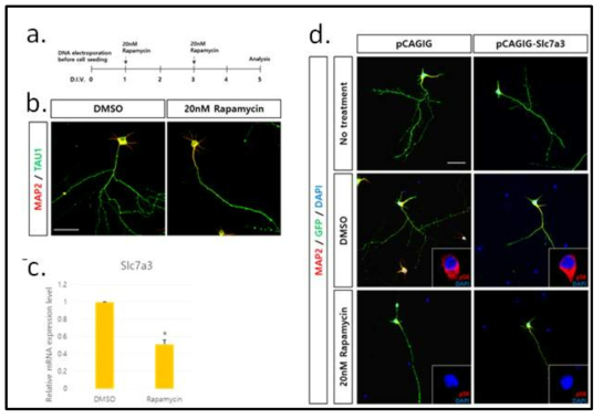 Mouse embryonic hippocampal neuronal culture