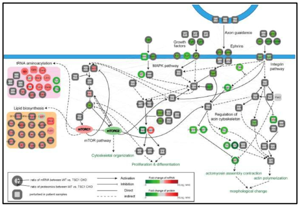 Network model for changes in cellular processes by mTOR hyperactivation in the developing neuron