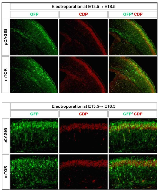 뇌 발달 단계에서의 mTOR 과발현에 의한 radial migration의 delay 현상을 발견하였음