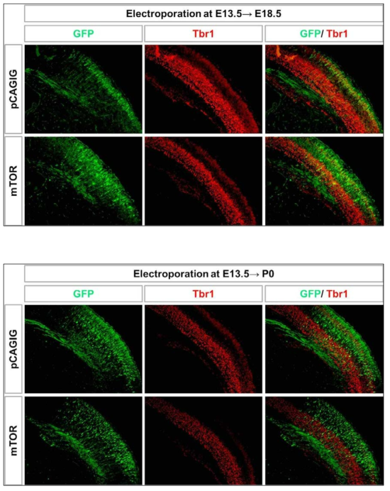 Layer marker를 통하여 mTOR 과발현에 의한 뇌신경세포 ectopic 현상 확인