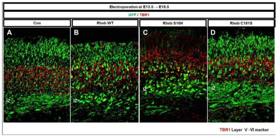 E13.5 시기에 Rheb 및 돌연변이 유전자를 발현 후 E18.5에 확인