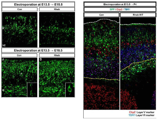 E13.5 시기에 대조군 및 Rheb 유전자를 E13.5 시기에 대조군 및 Rheb 유전자를 발현 후 E15.5와 P4에 확인