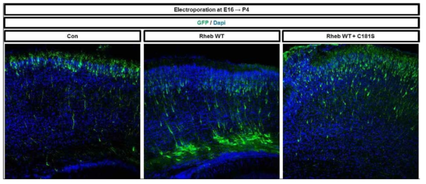 E16 시기에 Rheb 와 Rheb C181S 유전자를 발현 후 P4에 회복 확인