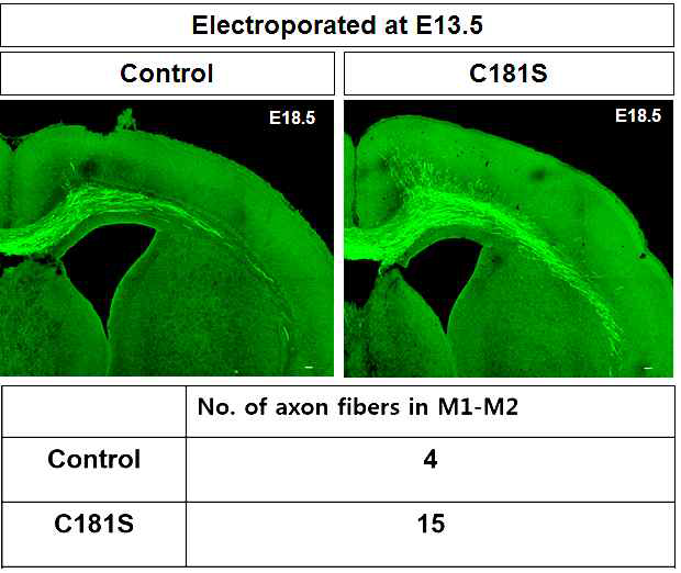 Rheb C181S에 의한 bottom layer 신경세포의 축삭돌기 섬유(axon fiber) 변화