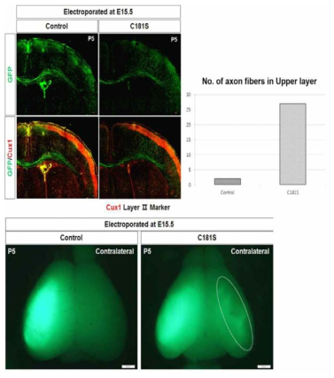 Rheb C181S에 의한 upper layer 신경세포의 축삭돌기 섬유(axon fiber) 변화