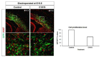 Ki67을 통한 Rheb C181S의 세포 증식(proliferation) 변화 분석