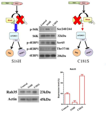 Rheb S16H 와 Rheb C181S의 분자생화학적 기전의 차이점