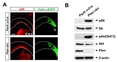 Akt 과활성 생쥐 망막에서 mTOR 활성화 유도. 본 연구진이 선행연구를 통해 발표한 PI3K-Akt 신호전달체계의 망막신경발달 가속화 과정에 mTOR 신호의 활성화가 일어나는지의 여부를 Akt가 과활성화된 Pten-cko 생쥐에서 mTORC1 활성화를 나타내는 지표인 S6 단백질의 인산화 (phospho-S6 (pS6))의 분포 (A)와 총량 (B)를 각각 면역형광염색과 Western blot (WB)로 조사함