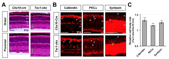 mTORC1 활성화에 의한 망막신경세포의 거대화. (A) Chx10-Cre와 Tsc1-cko 생쥐 망막의 형태적 특징을 알아 보기 위해 생후 14일 망막 절편을 H&E 염색으로 조사함. 그 결과 주로 중개뉴런으로 구성된 INL (푸른색)과 이들 신경세포가 시냅스를 형성하는 IPL (녹색)의 넓이가 정상에 비해 Tsc1-cko 망막에서 확장되어 있음을 알 수 있음. (B) INL과 IPL의 확장이 중개뉴런의 거대화에 의한 것인지를 알아보기 위해 INL을 구성하는 평형세포 (Calbinin 표지)와 양극세포 (PKCa 표지), 아마크린세포 (Syntaxin 표지)의 형태를 면역형광염색으로 조사함. (C) B의 신경세포들의 상대적 크기를 그래프로 나타냄
