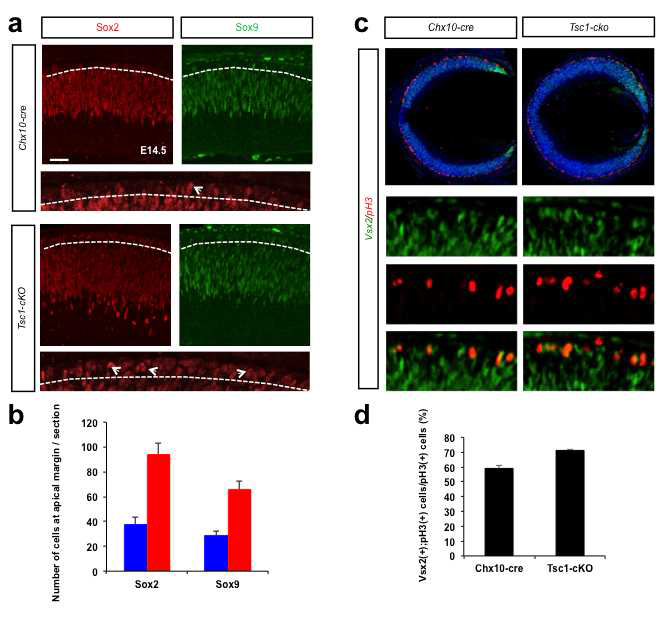 Tsc1-cko 망막에서 세포 분열기 망막신경전구세포의 증가. (a) Tsc1 제거에 의해 망막 내 망막신경전구세포의 수가 감소하는지를 확인하기 위해 이들 세포의 마커인 Sox2와 Sox9의 분포를 확인함. 그 결과 전체 망막에 존재하는 망막신경전구세포의 수는 정상과 비교해 Tsc1-cko 망막이 크게 변화가 없음. 하지만, 흥미로운 점은 분열기 세포가 집중된 망막 선단부에는 이들 세포의 수가 급증함을 알 수 있음. (b) (a)에서 나타난 Tsc1-cko 생쥐 망막에서 늘어난 분열하는 망막세포가 전형적인 망막신경전구세포인지 아니면 다른 형태의 세포인지를 확인하기 위해, 망막신경전구세포에서 발현되는 Vsx2의 분포를 분열기 세포를 표지하는 pH3와 비교 확인함. 그 결과 전체 분열하는 세포의 대부분은 Vsx2를 발현하는 신경전구세포임을 확인함. 이는 Tsc1-cko 생쥐 망막에서 더 많은 신경전구세포가 분열하고 있음을 시사함